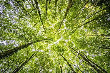 Environmental Commitment